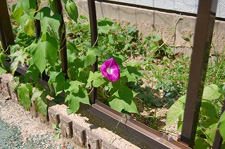 あさがおの花が咲きました