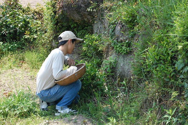 お茶摘 004.jpg