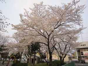 桜の花.JPG